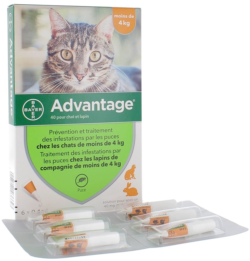 Anti-puces pour chat : 5 traitements efficaces !